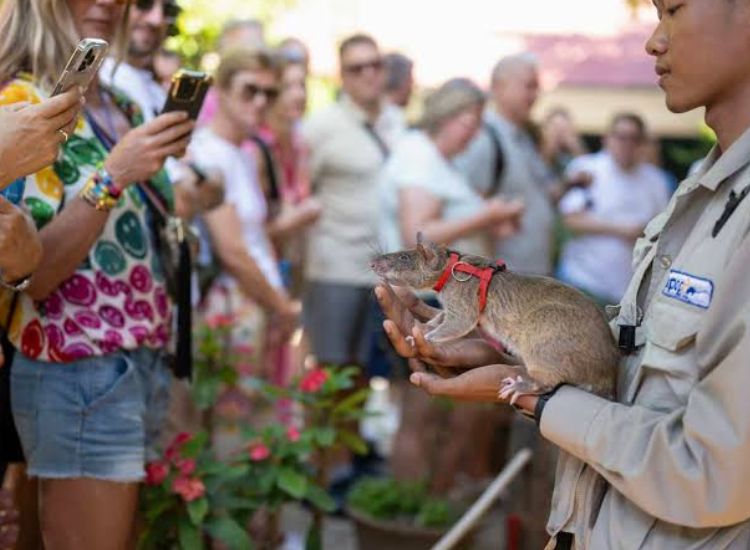 A group of tourists taking photos on their smartphones as a local handler holds a trained HeroRAT at the APOPO Visitor Center in Siem Reap.