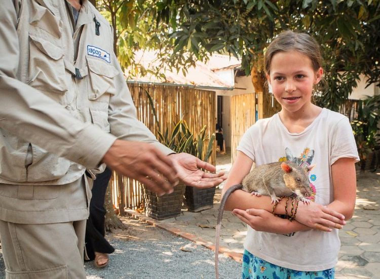 A young tourist smiling while safely holding a trained HeroRAT landmine detection rat at the APOPO Visitor Center in Siem Reap.