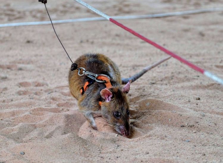 A trained HeroRAT wearing an orange harness sniffing the sandy ground during a landmine detection demonstration at APOPO in Siem Reap.