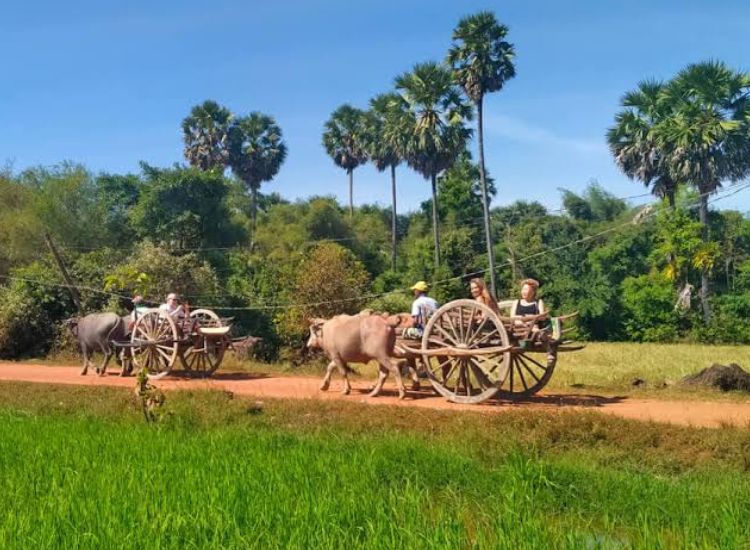 Tourists enjoying a traditional Cambodian ox-cart ride through green countryside fields and palm trees in Siem Reap.