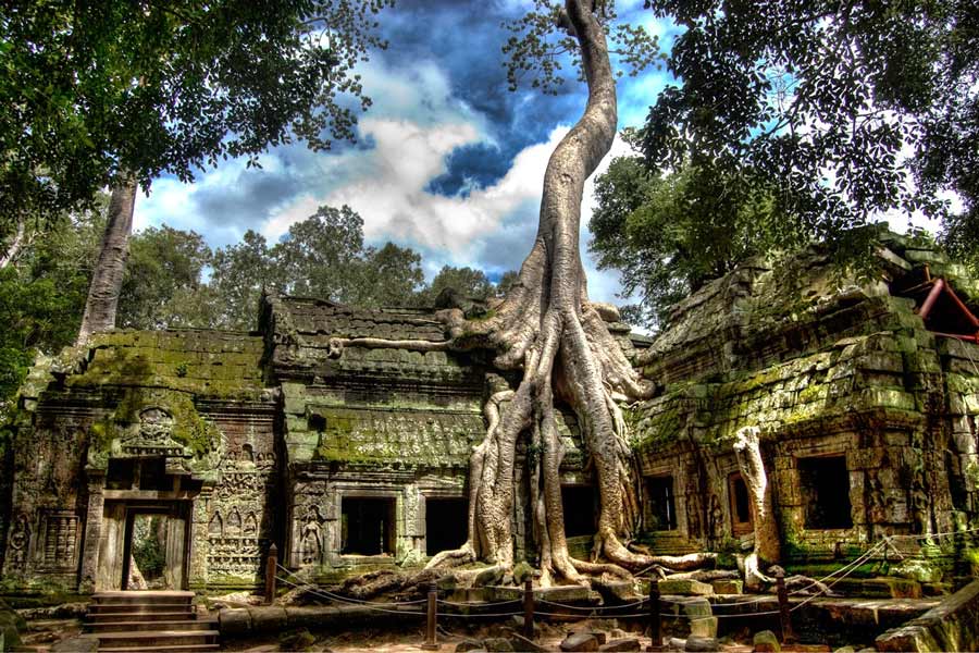 Massive silk-cotton tree roots growing over ancient stone ruins at Ta Prohm temple in Siem Reap Cambodia
