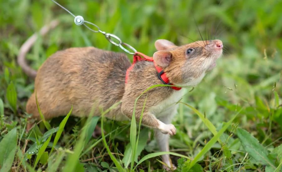 A trained APOPO HeroRAT wearing a red harness while training to detect landmines in a grassy field in Siem Reap.