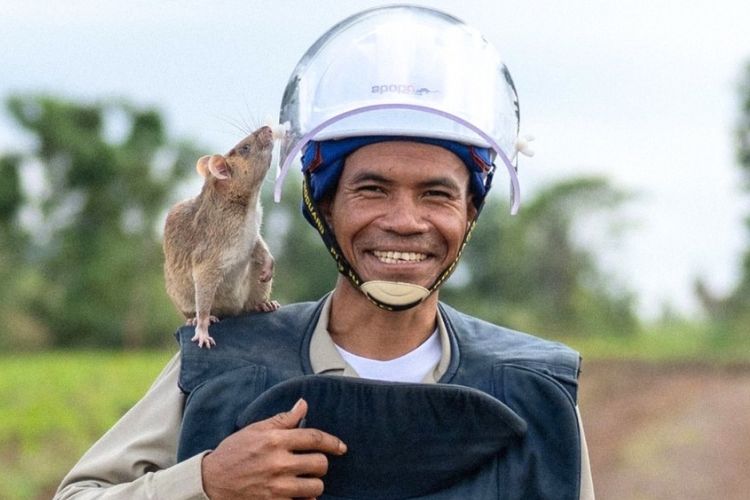 A smiling Cambodian landmine handler wearing a protective helmet and vest with a trained HeroRAT on his shoulder.