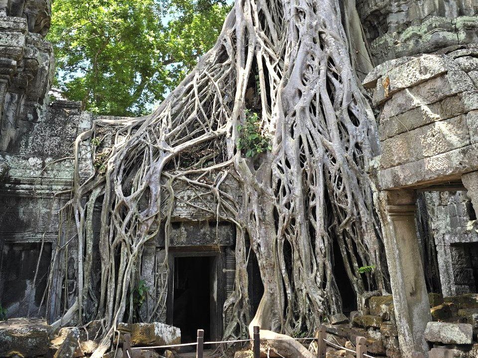 Massive tree roots embracing ancient stone doorway at Ta Prohm temple in Siem Reap Cambodia