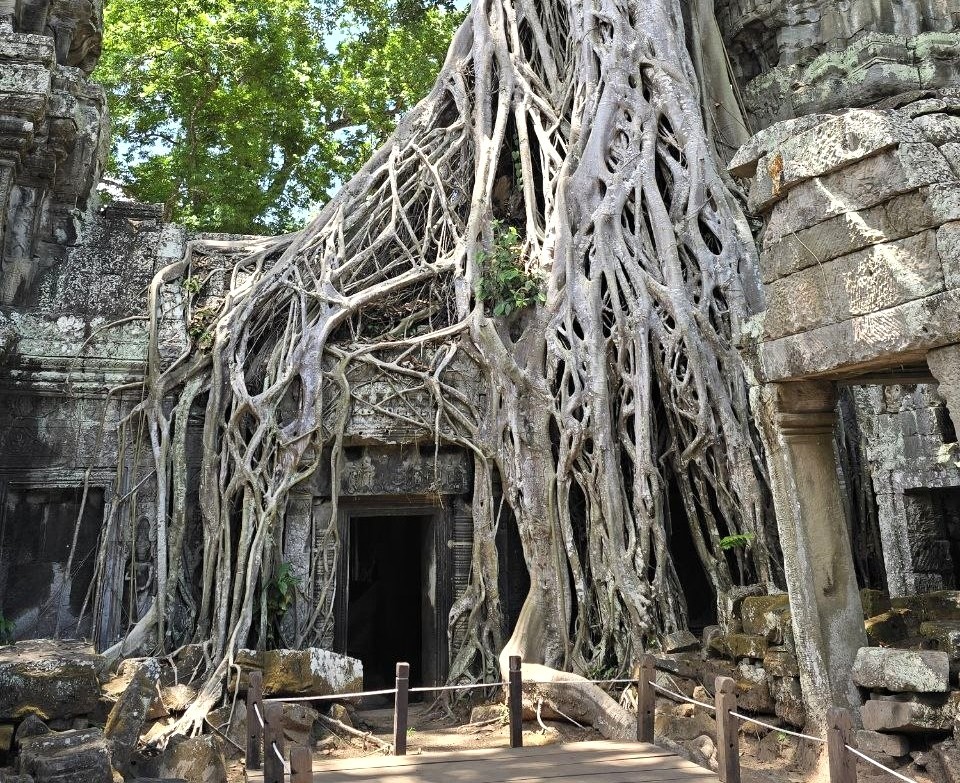Massive tree roots embracing ancient stone doorway at Ta Prohm temple in Siem Reap Cambodia