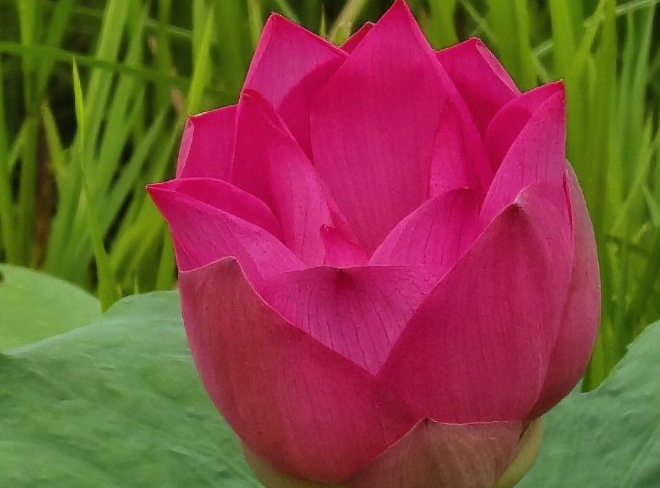 Close up view of a vivid pink lotus flower blooming against green lily pad leaves