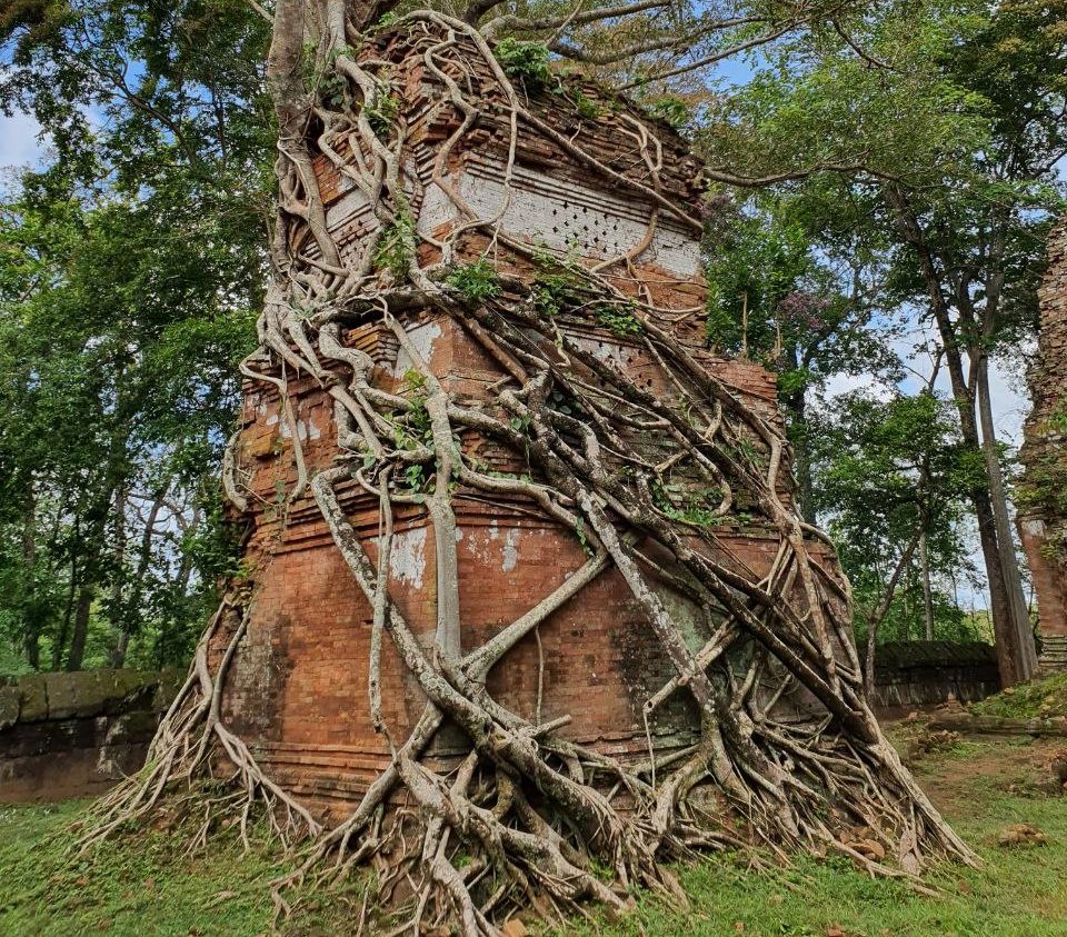 Ancient brick temple tower completely swallowed and encased by massive tree roots at Prasat Pram in Koh Ker Cambodia