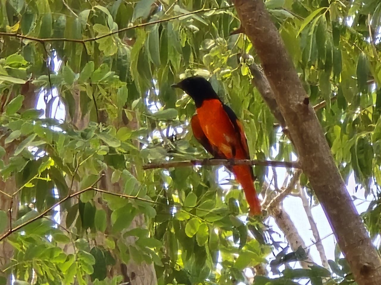 Small songbird with a black head and bright reddish-orange body perched on a tree branch surrounded by green leaves