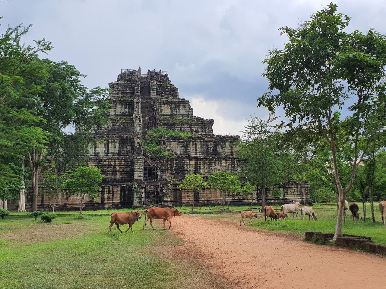 Koh Ker ancient seven-tiered pyramid temple structure surrounded by green trees and cows grazing along a dirt path