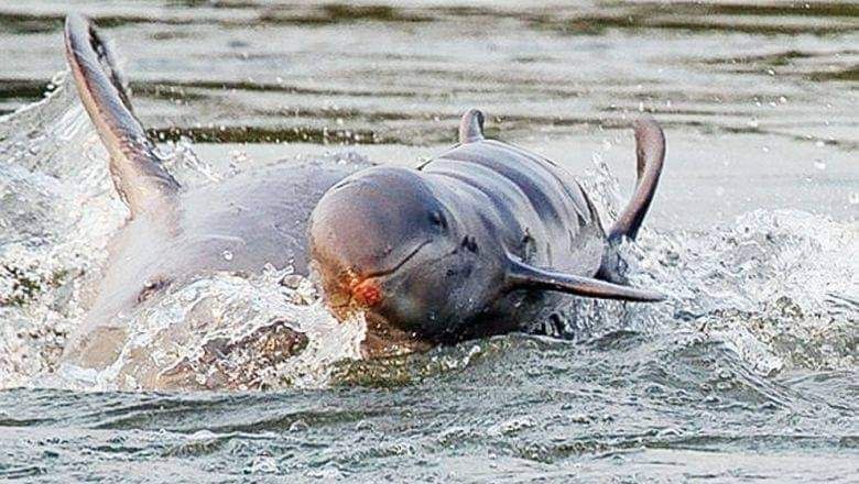 Rare Irrawaddy dolphin surfacing in the Mekong River in Kratie Cambodia with water splashing