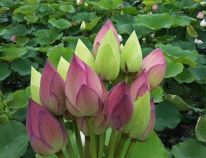 A bouquet of freshly picked pink and light green lotus flower buds in front of a lotus pond