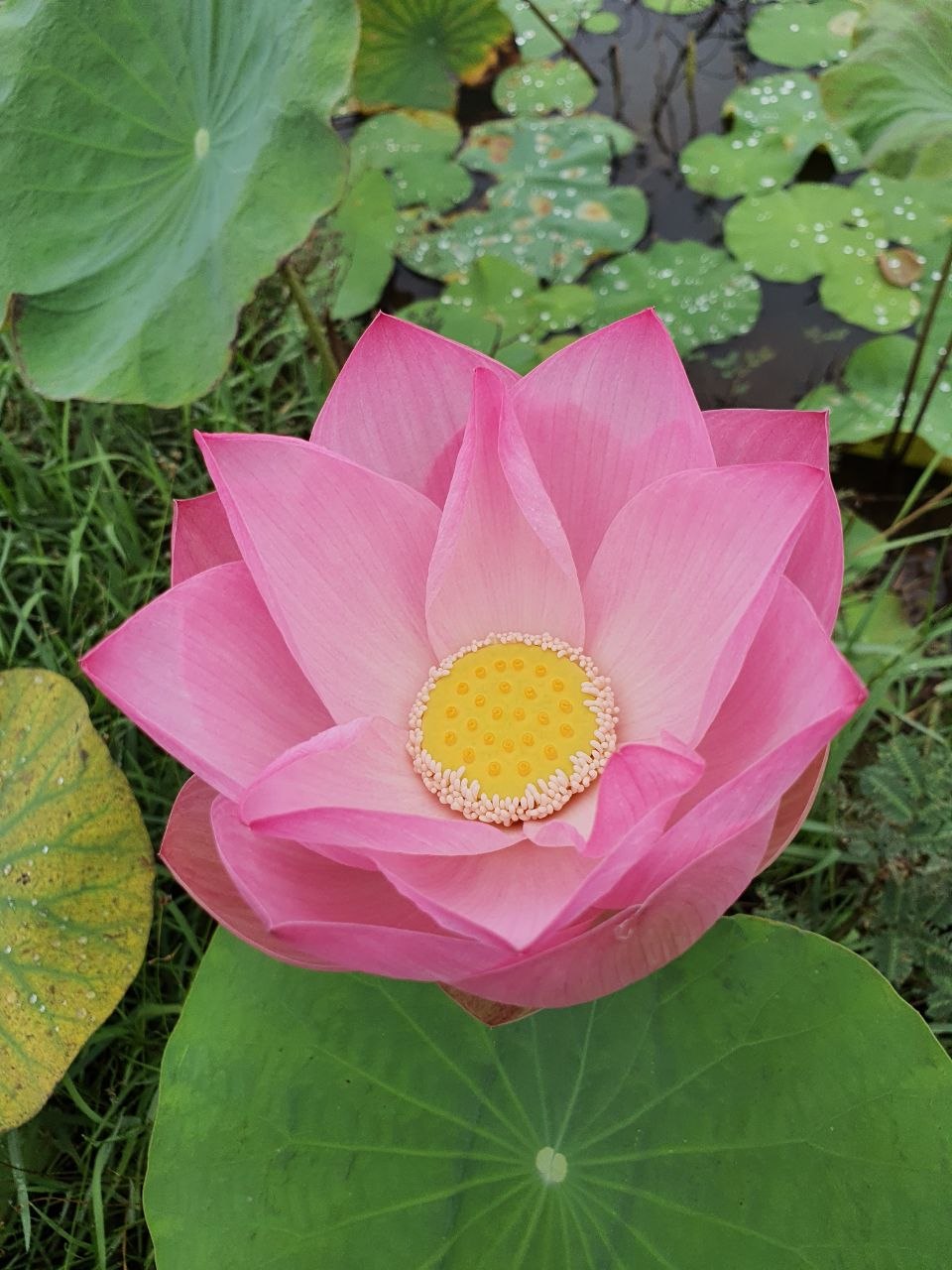Vibrant pink lotus flower in full bloom with a yellow seed pod center surrounded by green lily pads
